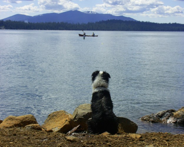 A forlorn herding dog watching part of his flock.